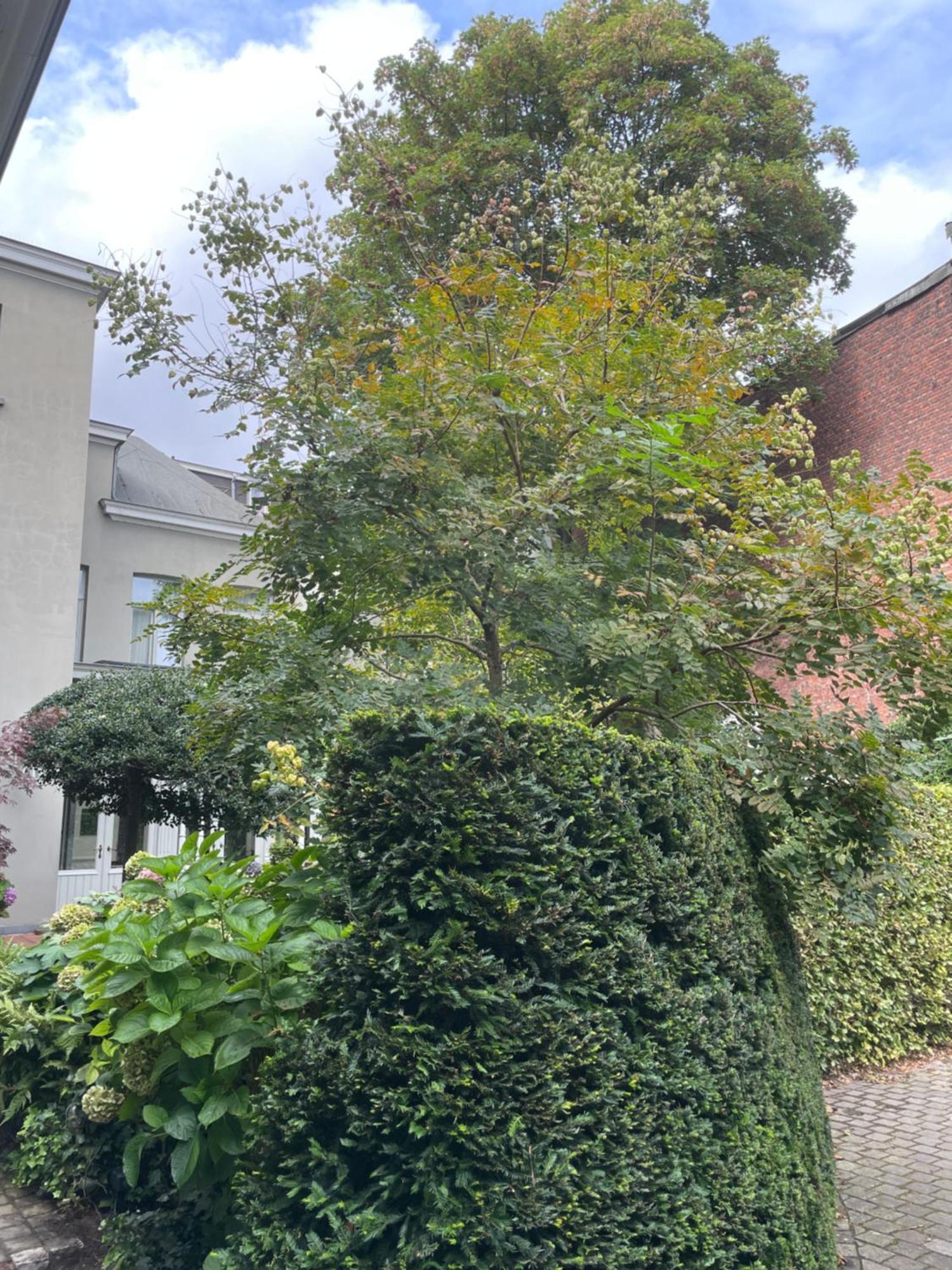 Huis Dujardin Bed&Breakfast Anvers Exterior foto